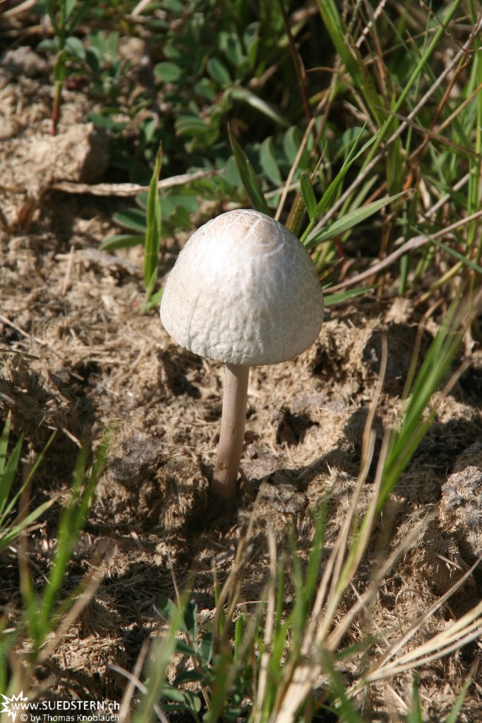 IMG 8661-Kenya, mushroom seen in Masai Mara